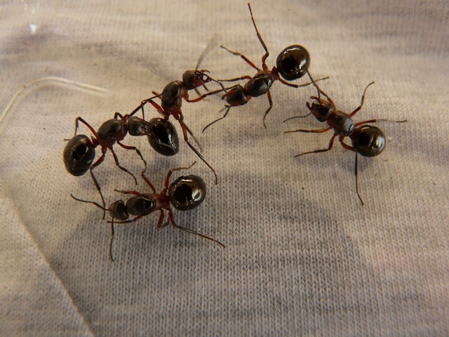 How Exterminators Get Rid of Ants