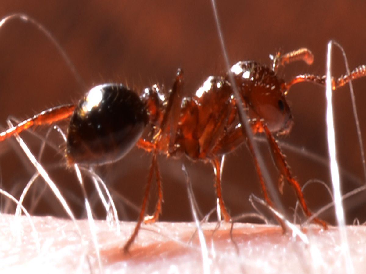 Fire Ants and Carpenter Ants: How to Tell the Difference