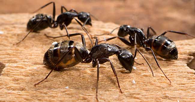 carpenter-ant