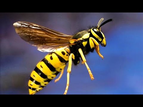 yellow-jacket-wasp