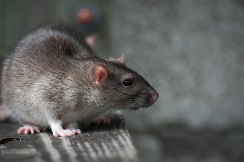 5 Disgusting Bugs That Could Invade Your Home