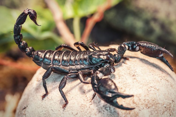 How to Get Rid of Scorpions in Your House