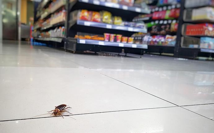 cockroach-in-market